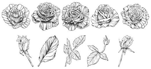 Rose flower png. Hand drawn.