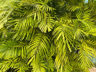 Tropical palm leaves, floral pattern background, real photo