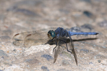 blue dragonfly insect macro photo