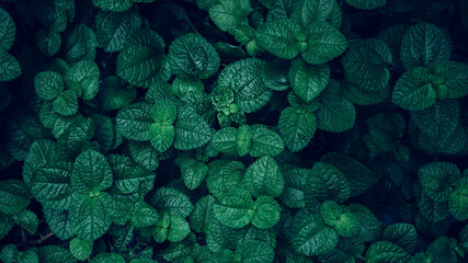 Full Frame of Green Leaves Pattern Background, Nature Lush Foliage Leaf Texture, tropical leaf - obrazy, fototapety, plakaty