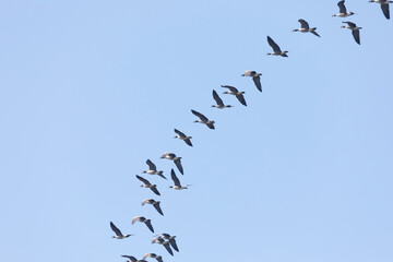 Flock of Cackling goose against blue sky