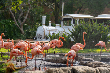 Phoenicopterus ruber flamingos inside a fountain in the background a white tourist train passing by, vegetation and water around the site