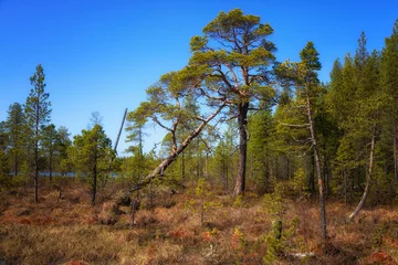 Landschaft mit Sumpf und Kiefern. Arktis. Russland © Shchipkova Elena