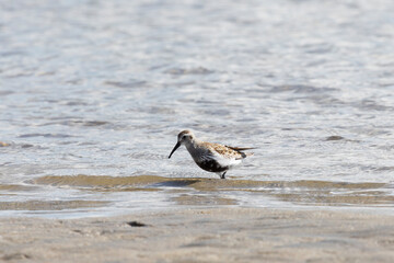 Dunlin stands on the sandy river bank