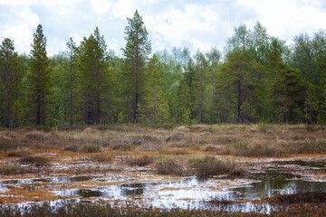 Landscape with swamp and pines. Arctic. Russia