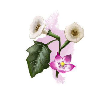 Dhatura Stramonium ayurvedic herb digital art illustration with text isolated on white. Healthy organic spa plant widely used in treatment, for preparation medicines for natural healthcare usages