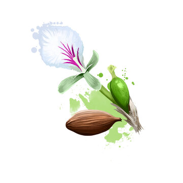 Elaichi Elettaria cardamomum Maton ayurvedic herb digital art illustration with text isolated on white. Healthy organic spa plant widely used in treatment, for preparation medicines for natural usage