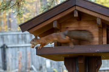 Squirrel in a jump. Squirrel on a pine.