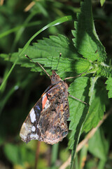 vanessa atalanta butterfly macro photo