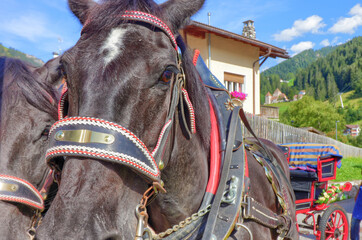 Closeup of horses heads