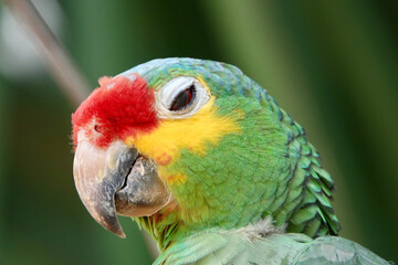 Portrait of beautiful Red-lored Amazon Parrot with half-closed eye in Mexico on green blurry background. High quality photo