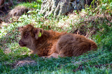 Portrait of a scottish highlander calf 