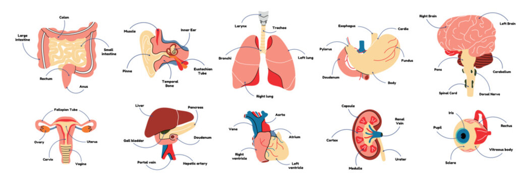 Set diagrams human anatomical organs, heart, intestines, liver, brain, kidney, eye, ear, lungs, stomach, uterus. Vector flat line style illustration, medicine biology physiology. Body, health, schema.