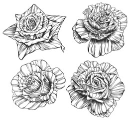 Rose flower png. Hand drawn.