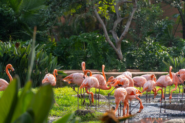 Phoenicopterus ruber pink flamingos in a fountain, water falling from above, vegetation in the foreground, mexico