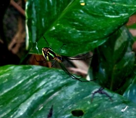 insect under the leaves