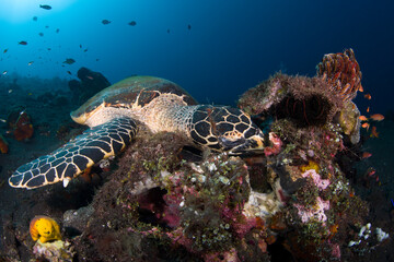 Hawksbill Turtle - Eretmochelys imbricata swims along coral reefs and looking for food. Underwater world of Tulamben, Bali, Indonesia.