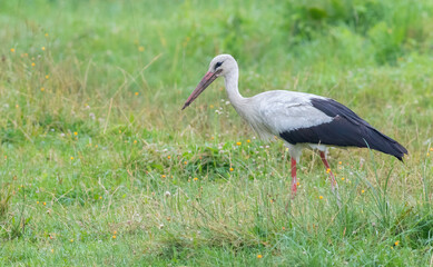 White stork, Ciconia ciconia. A bird walks along the river bank looking for food