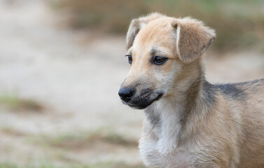 Dog, Canis familiaris. Close-up of a mongrel puppy