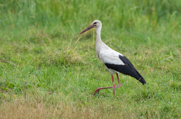 White stork, Ciconia ciconia. A bird walks along the river bank looking for food