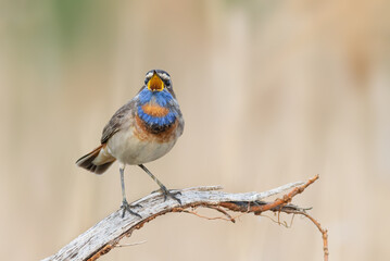 Bluethroat, Luscinia svecica. Close-up of a bird, the male sings on a beautiful background