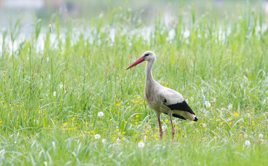 White stork, Ciconia ciconia. A bird stands in the tall grass on the bank of a river