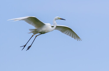 Great egret, Ardea alba. A bird flies against a blue sky