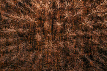 Deciduous poplar woodland with bare treetop and branches in autumn sunset, drone photography