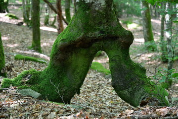 Vieil arbre recouvert de mousses vertes et se séparant en deux au milieu d'un vieille foret au...