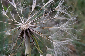half a dandelion close up shot with very fine detail quality