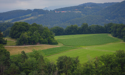 Obraz premium Green european forest landscape. beautiful nature of Switzerland and France in summer time