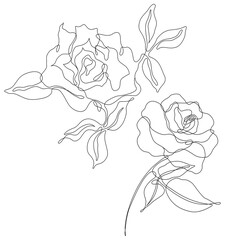 Rose flowers png. Set of hand drawn sketches. Line Ink drawing.