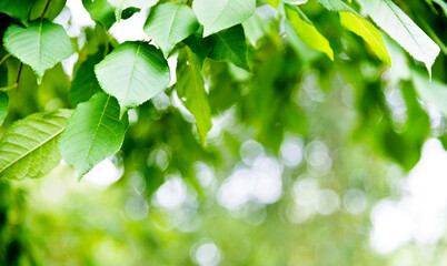 Fototapeta na wymiar Green leaves with copy space for background