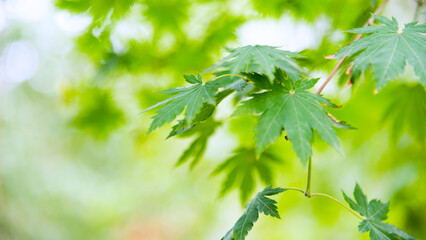 Japanese green maple leaves on blurred background