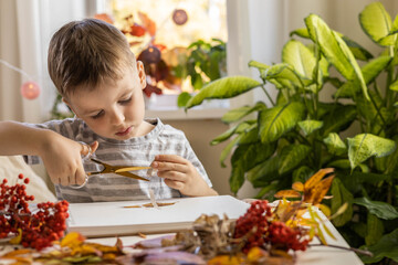 A child makes a herbarium from autumn colorful leaves. Happy autumn time.