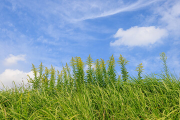 Fototapeta premium 爽やかな秋の空と真っすぐ伸びる草