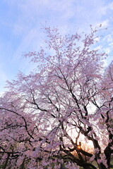 Obraz na płótnie Canvas Flower, Spring, Prunus