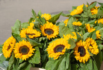 Sun Flowers Bouquet, Blooming Sunflowers, Decorative Garden Flowers