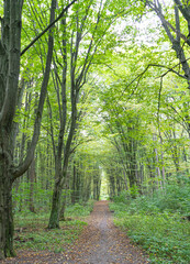 Forest Path, Park Way Overgrown with Trees, Summer Footpath