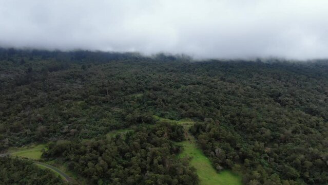 Polipoli State Park in the Kula Forest of Maui. Static aerial footage of a cloudy forest background.