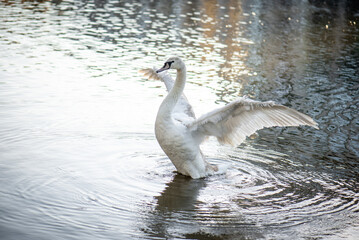The swan spreads its wings. Swan on the pond
