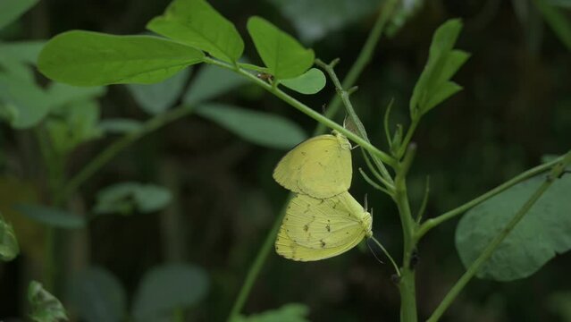 A pair of one spot grass yellow butterfly mate on the cocoon located on the Cassia Tora plant, in the background a small walking ant and one of the leaflets of Cassia Tora is slowly folding.