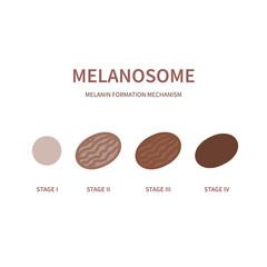 Melanin synthesis process. Stages of melanosome organelles maturation scheme. Melanogenesis diagram. Pigment formation for skin, hair and eye colour tone. Vector illustration.