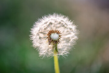 White dandelion against the background of blury green foliage close up, dandelion seed head flying apart