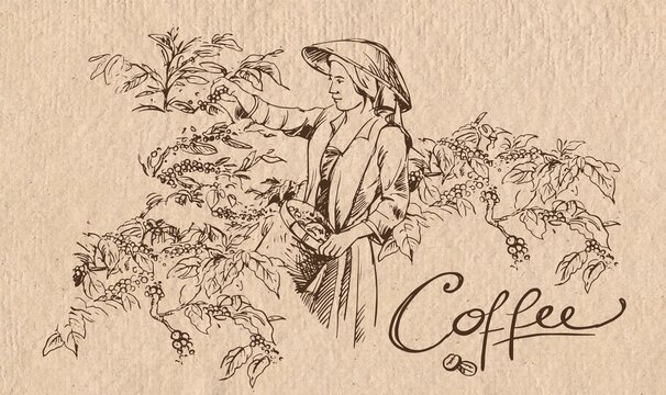 coffee, coffee bean, packaging, farmer