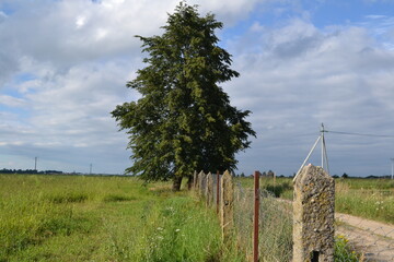 Obraz premium landscape with trees
