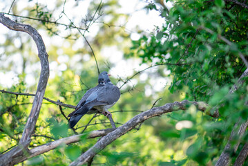 Wood pigeons, mating ritual of pairs of birds. A pair of gray doves on the branches of a tree
