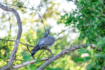 Wood pigeons, mating ritual of pairs of birds. A pair of gray doves on the branches of a tree