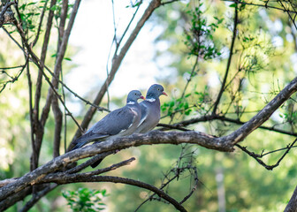 Wood pigeons, mating ritual of pairs of birds. A pair of gray doves on the branches of a tree