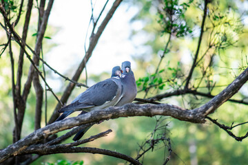 Wood pigeons, mating ritual of pairs of birds. A pair of gray doves on the branches of a tree
